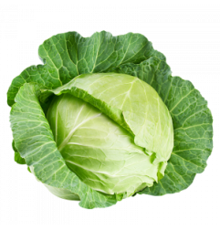 Cabbage