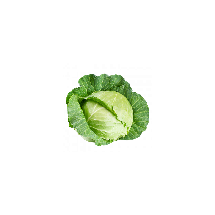 Cabbage